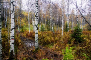 Autumn in birch forest, Siberia, Foto: Taters