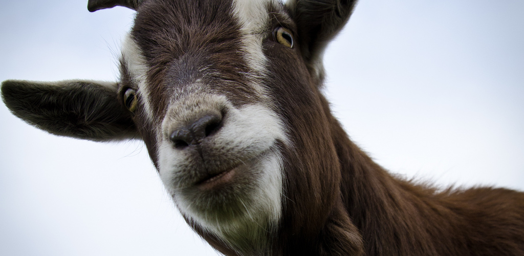 Little goat  Dave Wild cr