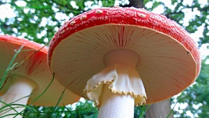 Amanita Muscaria, Odijk, Netherlands, foto: Tom Jutte