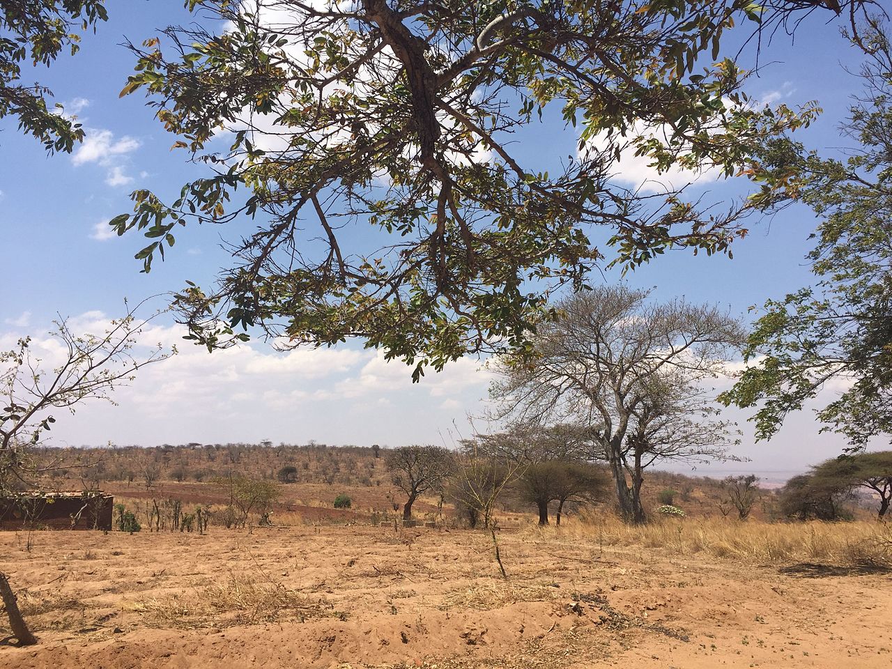 Drought in the Kongwa District Dodoma Region Tanzania East Africa photo Code Innovation