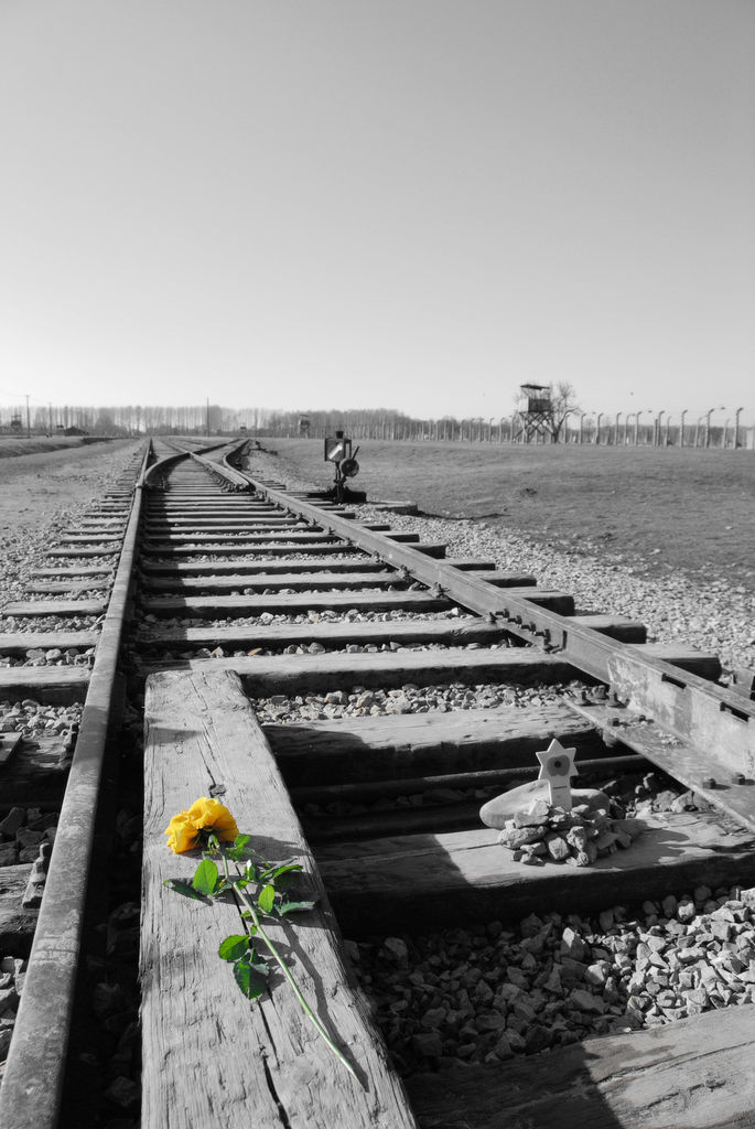 Yellow rose on rail tracks in Auschwitz concentration camp by Michal Osmenda