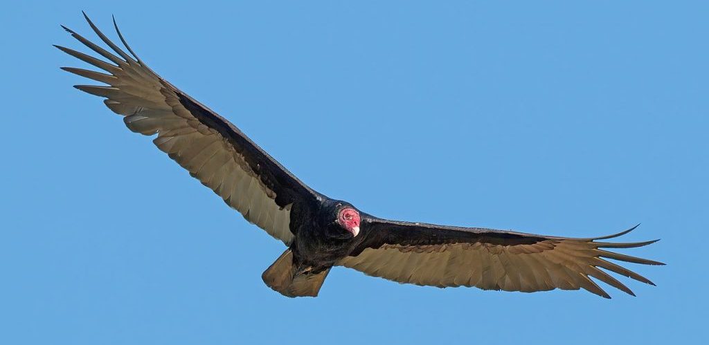 Turkey vulture Cathartes aura in flight by Charles J. Sharp