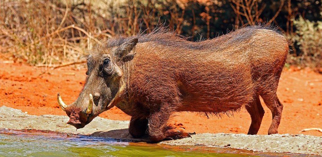 Warthog in Tswalu Kalahari Reserve South Africa by Charles James Sharp