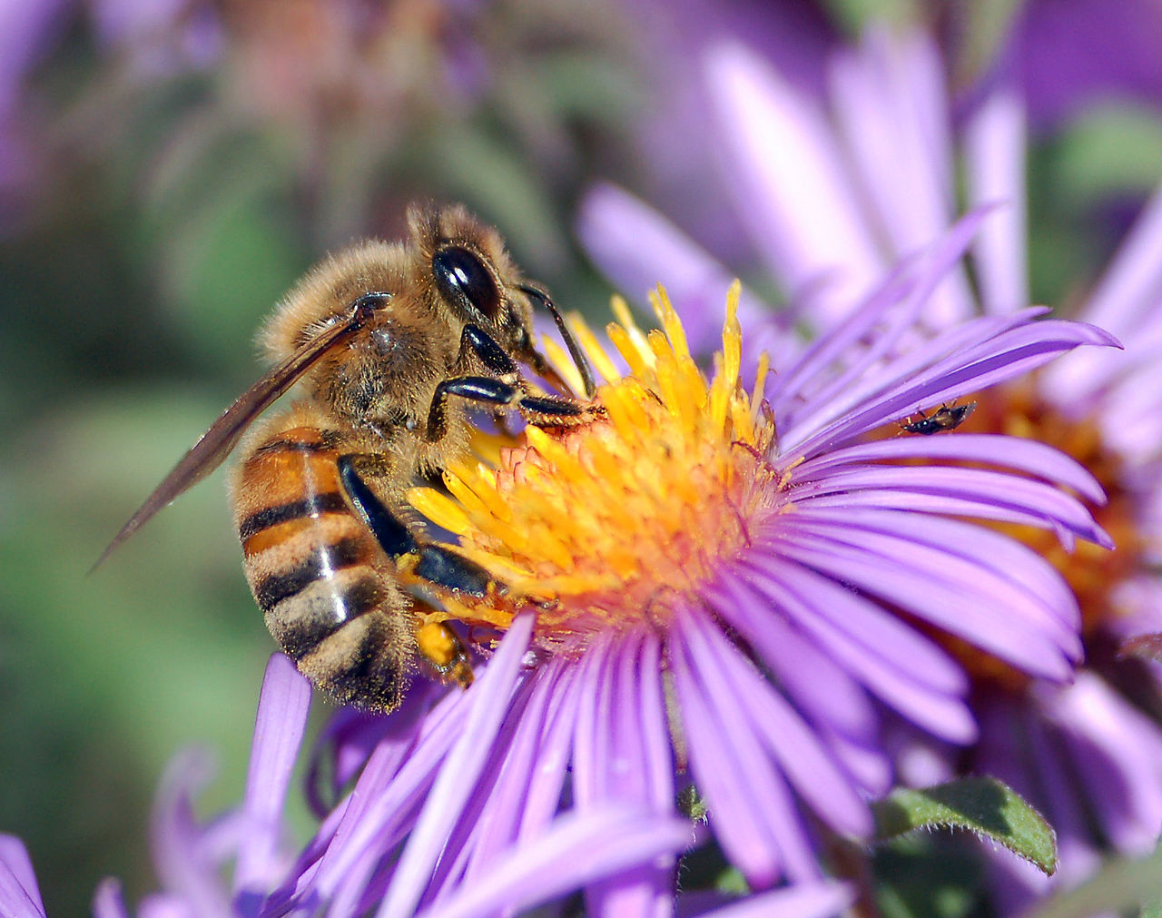 An European honey bee (Apis mellifera) extracts nectar from an Aster flower using its proboscis by John Severns