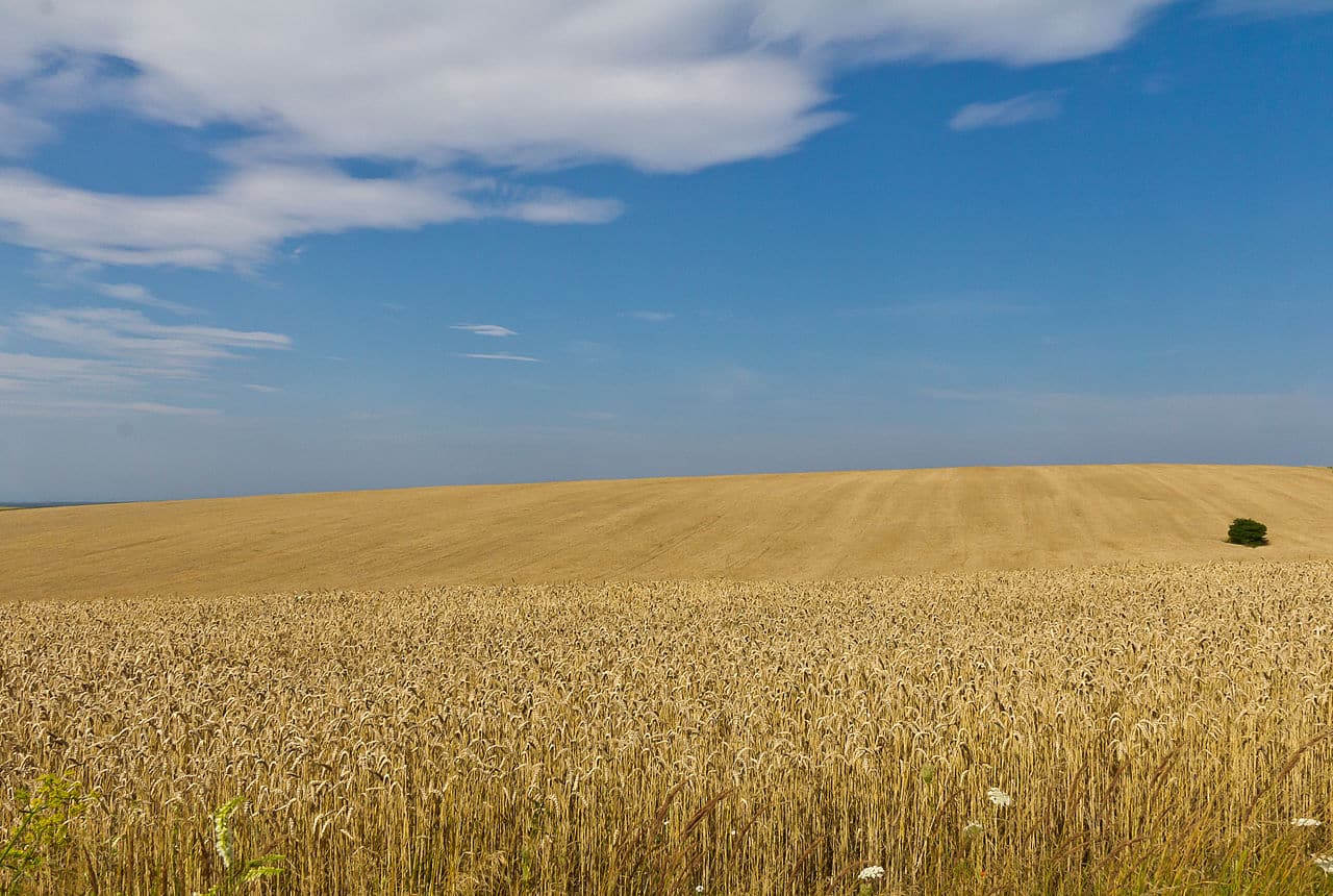 Pšeničná pole uprostřed léta na Ukrajině, Lvovská oblast, Raimond Spekking