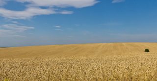 Pšeničná pole uprostřed léta na Ukrajině, Lvovská oblast, Raimond Spekking